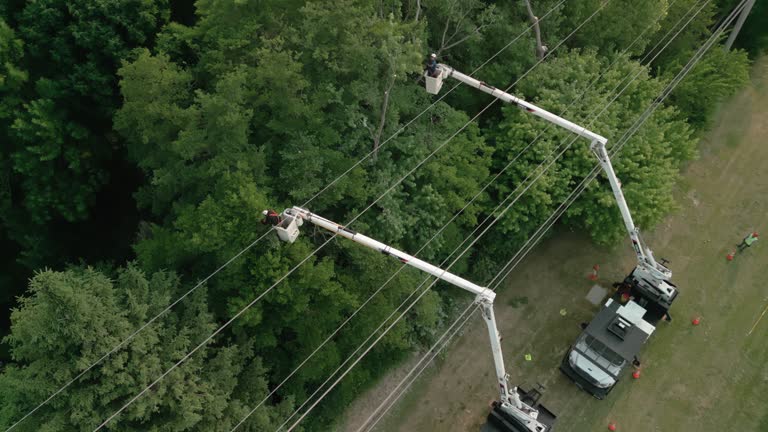 How Our Tree Care Process Works  in  Mansfield Center, MA