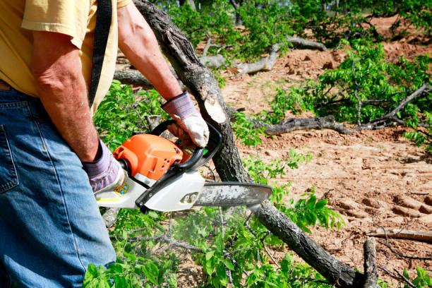 Best Seasonal Cleanup (Spring/Fall)  in Nsfield Center, MA